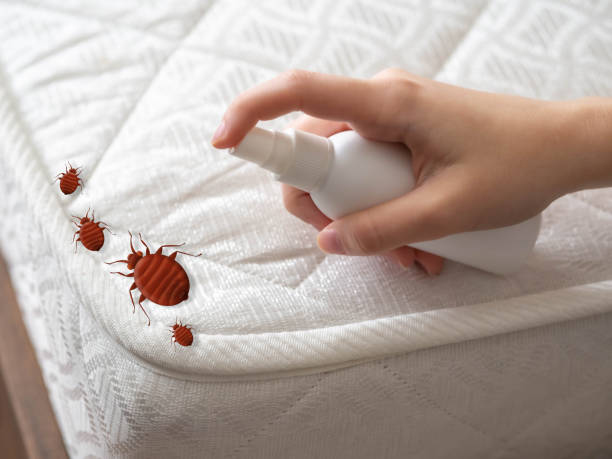 Best Spider Control Near Me  in Glasgow, MO