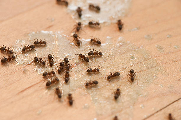 Best Residential Pest Control  in Glasgow, MO